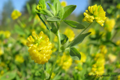 Trfle jaune - Hop Clover - Trifolium agrarium 2m8