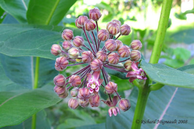 Asclpiade commune - Common milkweed - Asclepias syriaca 3m8