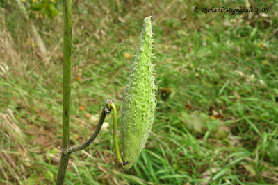 Asclpiade commune - Common milkweed - Asclepias syriaca 4 seed pot m8