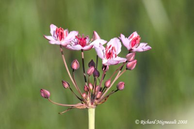 Butome  Ombelle - Flowering Rush - Butomus umbellatus 3m8