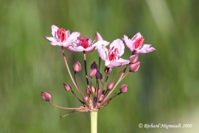 Butome à Ombelle - Flowering Rush - Butomus umbellatus 3m8
