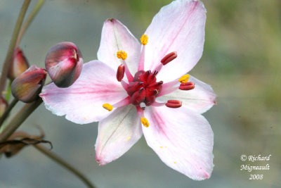 Butome  Ombelle - Flowering Rush - Butomus umbellatus 4m8
