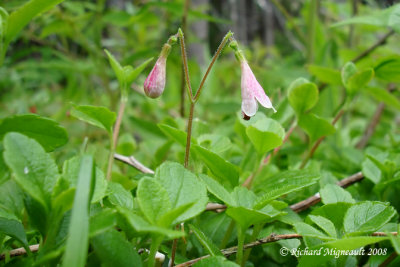 Linne borale - Twinflower - Linnaea borealis 2m8
