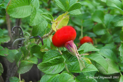 Rosier sauvage - Dog rose - Rosa canina 2m3