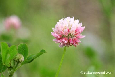 Trfle alsike - Alsike clover - Trifolium hybridum 3m8