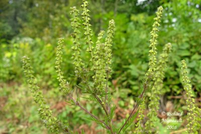 Petite herbe  poux - Small ragweed - Ambrosia artemisiifolia 2m8