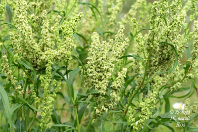 Rumex Mexicain - Narrow-leaved dock - Rumex salicifolius 2m8