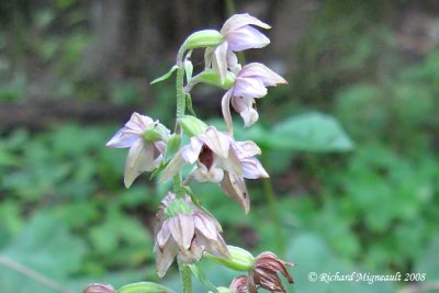 Épipactis petit-éléore - Helleborine - Epipactis helleborine 3m8