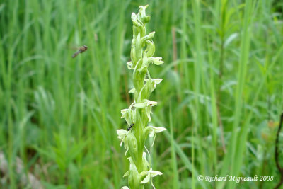 Platantaire hyperboréal - Northern Green Orchid - Platanthera aquilonis 3m8