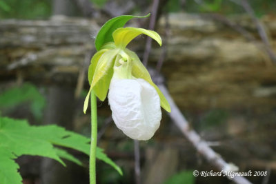 Sabot de la vierge - Pink ladys slipper - Cypripedium acaule 3m8