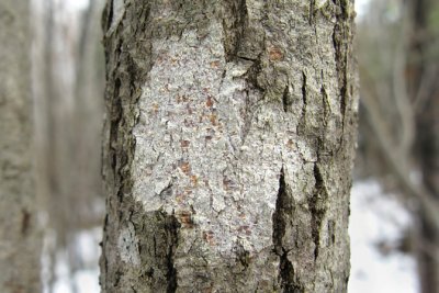 Phlyctis argena - Whitewash lichen 1m8
