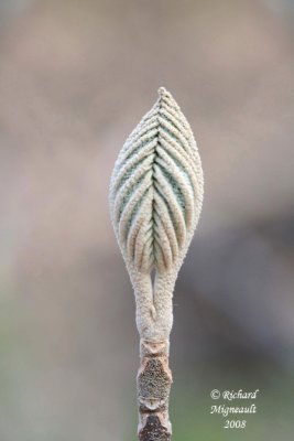rable de Pennsylvanie - Bois dorignal -  striped maple - Acer pensylvanicum 2 m4