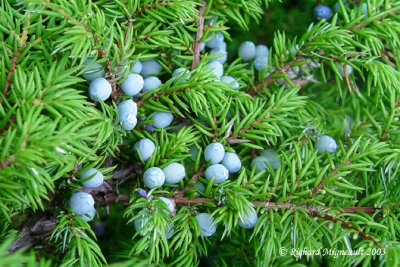 Genvrier commun - Common Juniper - Juniperus communis m3