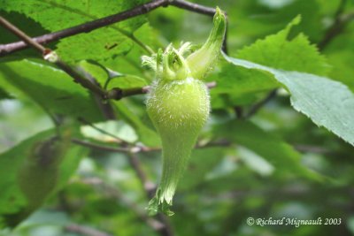 Noisetier  long bec - Beaked hazelnut - Corylus cornuta m3