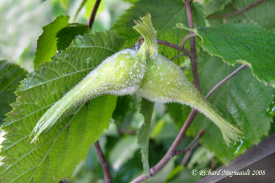Noisetier à long bec - Beaked hazelnut - Corylus cornuta m8