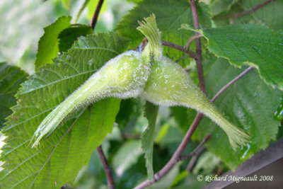 Noisetier  long bec - Beaked hazelnut - Corylus cornuta m8