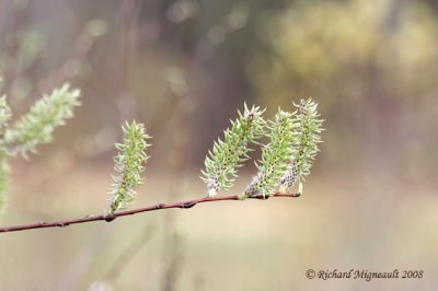 Peuplier faux-tremble - Trembling aspen - Populus tremuloides fleur m8