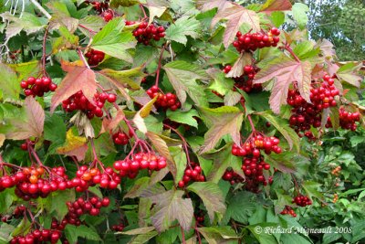 Pimbina - Cranberry - Viburnum trilobum 7m8