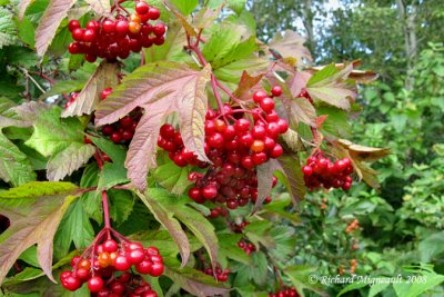 Pimbina - Cranberry - Viburnum trilobum 8m8