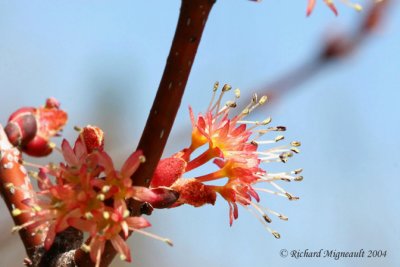 Pommier - Apple tree m4