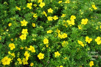 Potentille frutescente - Pink whisper - Potentilla fruticosa 1m8