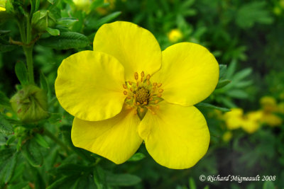 Potentille frutescente - Pink whisper - Potentilla fruticosa 3m8