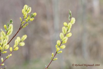 Saule - Willow - Salix fleur m8