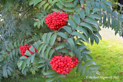 Sorbier dAmérique - Cormier - American mountain ash - Sorbus americana 5m8