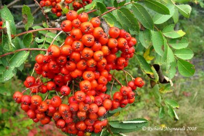 Sorbier dAmérique - Cormier - American mountain ash - Sorbus americana 6m8