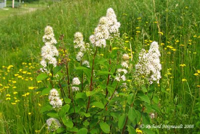 Spire blanche - White meadow-sweet - Spiraea alba 1m8