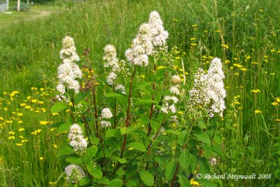 Spirée blanche - White meadow-sweet - Spiraea alba 1m8