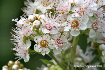Spirée blanche - White meadow-sweet - Spiraea alba 6m8
