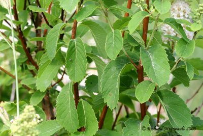 Spire blanche - White meadow-sweet - Spiraea alba 7m8