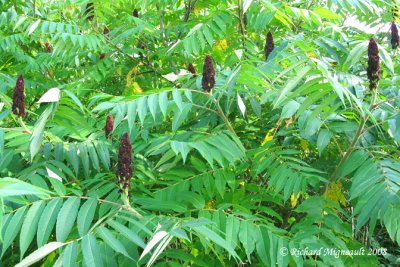 Sumac vinaigrier - Vinegar-tree - Rhus typhina 1m8