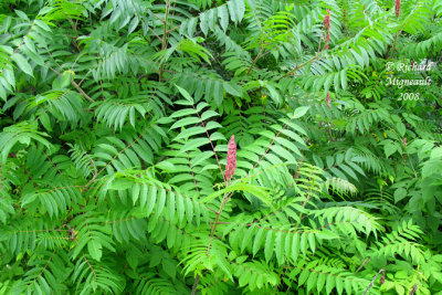 Sumac vinaigrier - Vinegar-tree - Rhus typhina 2m8