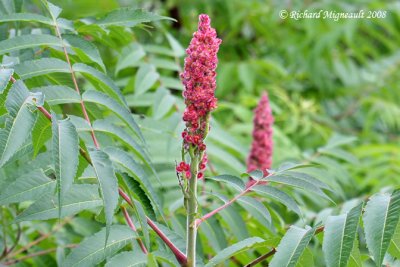 Sumac vinaigrier - Vinegar-tree - Rhus typhina 3m8