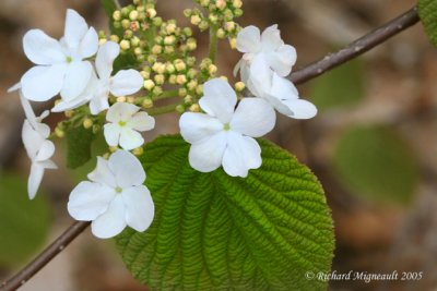 Viorne  feuilles d'aulne - Hobblebush - Viburnum alnifolium 3m5