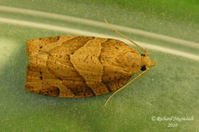 3593 - Woodgrain Leafroller Moth - Pandemis lamprosana m10