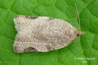 3689 - Tortrix Moth - Clepsis virescana m10