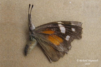 4411 - Papillon longs-palpes - American snout - Libytheana carinenta 2 m10