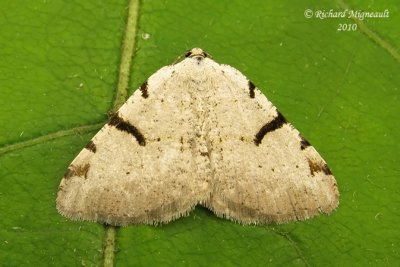 6303 - Barred Macaria - Speranza subcessaria  m10