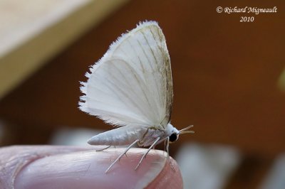 6965 - Snowy Geometer - Eugonobapta nivosaria m10