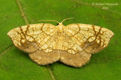 7010 - Horned Spanworm Moth - Nematocampa resistaria m10