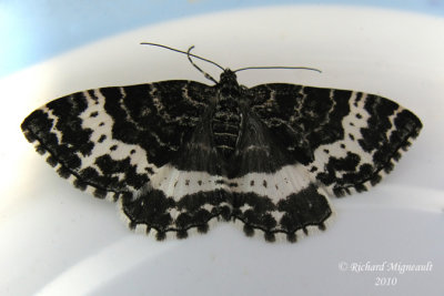 7293 - Spearmarked black moth - Rheumaptera hastata m10