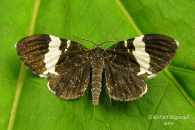 7430 - White-striped Black Moth - Trichodezia albovittata 1 m10