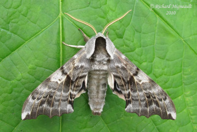 7822 - One-eyed Sphinx Moth - Smerinthus cerisyi 3 m10