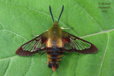 7853 - Hummingbird Clearwing Moth - Hemaris thysbe 1 m10