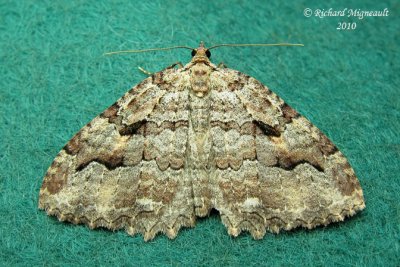 7285 - Tissue Moth - Triphosa haesitata 2 m10
