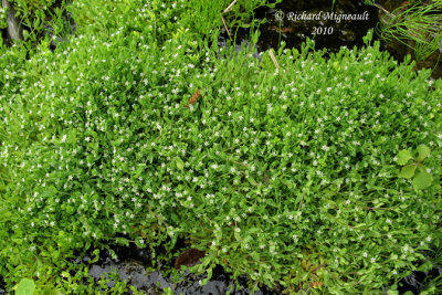 Stellaire fausse-alsine - Marsh chickweed - Stellaria Alsine 1 m10