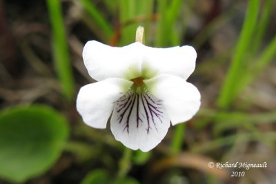 Violette de Macloskey - Northern white violet - Viola macloskeyi 2 m10